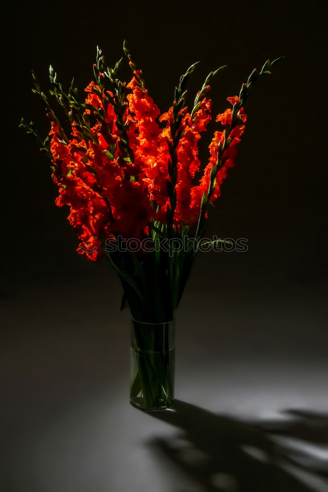 Similar – Image, Stock Photo A bouquet of red tulips