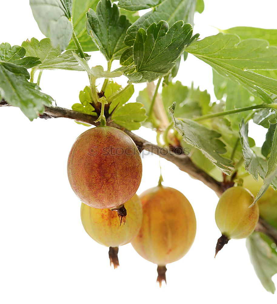 Similar – rose hips Rugosa rose