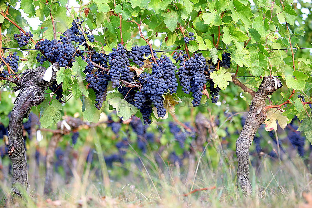 Similar – Foto Bild Weinbau Weintrauben