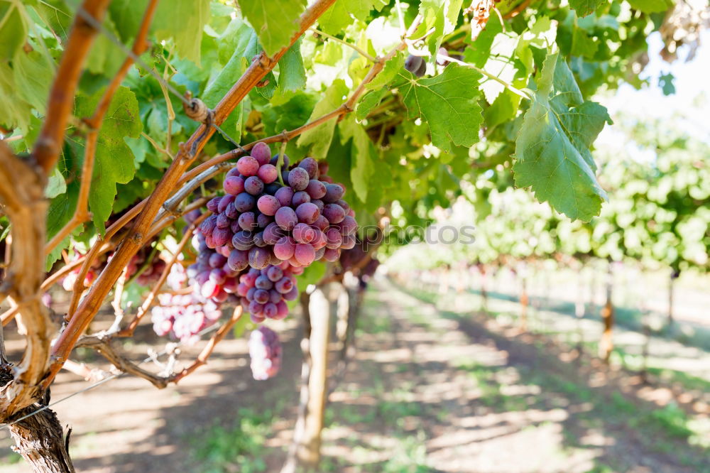 Similar – Image, Stock Photo Red wine grapes Fruit