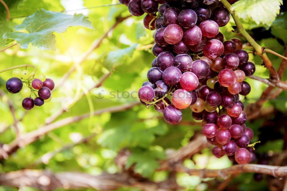 Similar – Image, Stock Photo grape in the field Fruit
