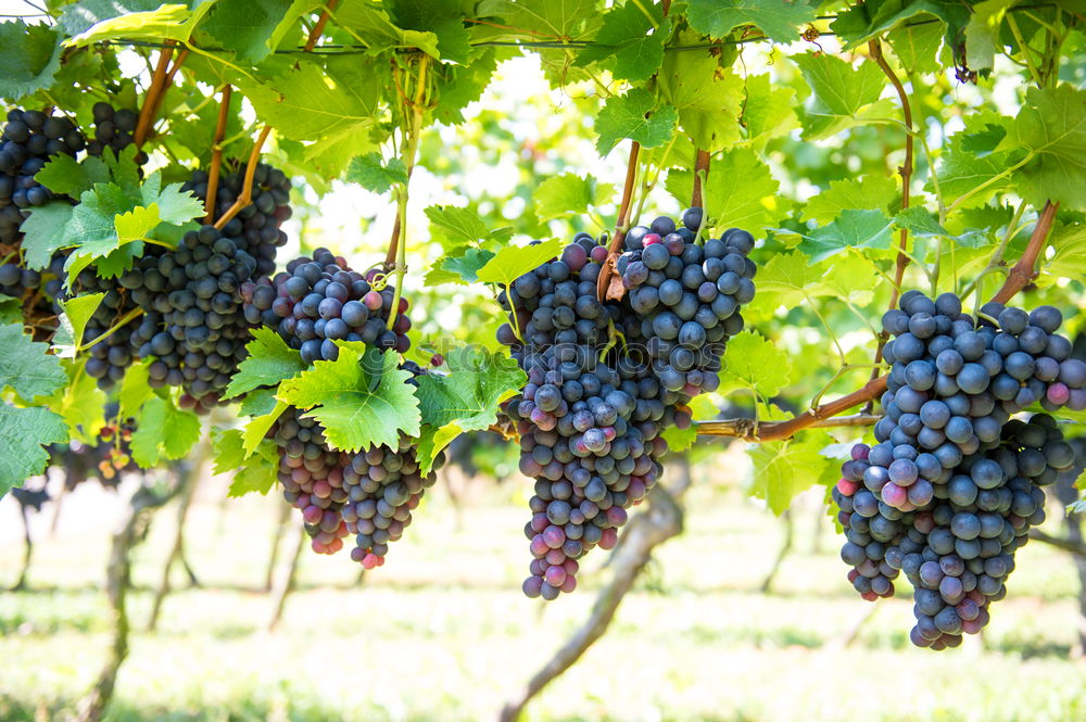 Similar – Foto Bild Weinbau Weintrauben