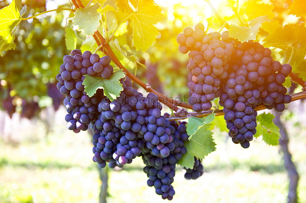 Foto Bild Weinbau Weintrauben