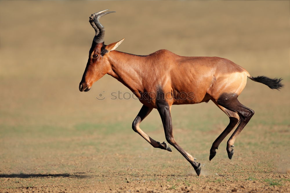 Similar – Image, Stock Photo springbok Animal