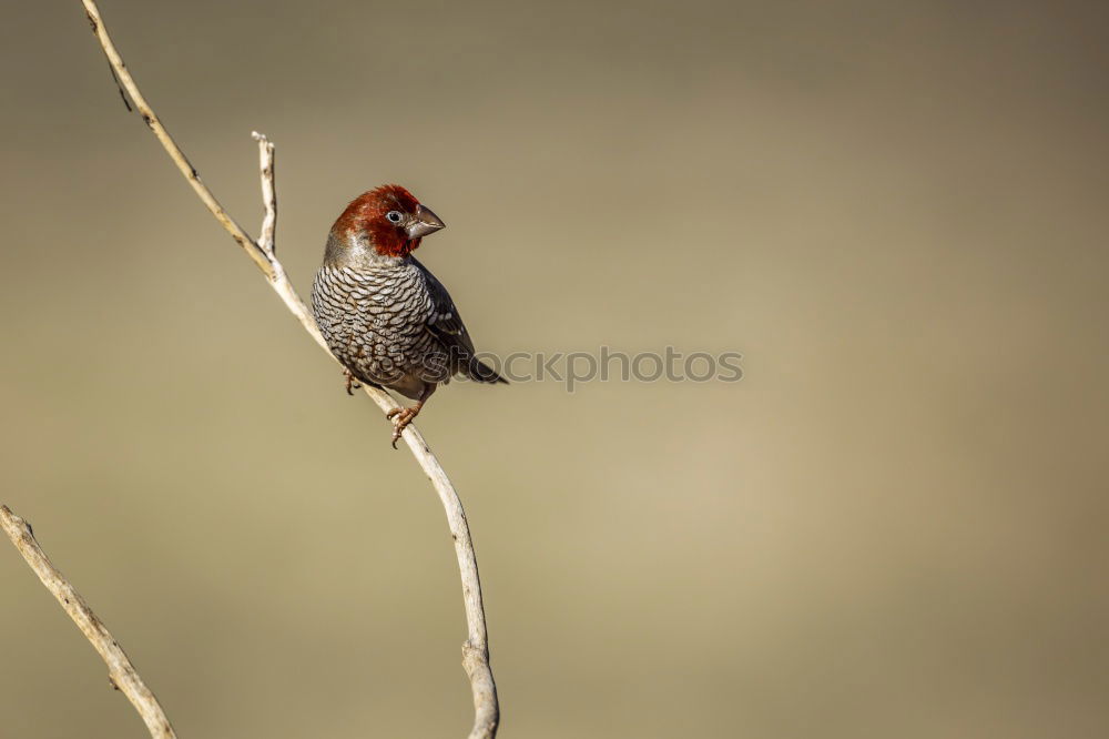 Similar – hawfinch Environment