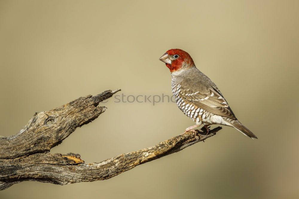 Similar – hawfinch Environment