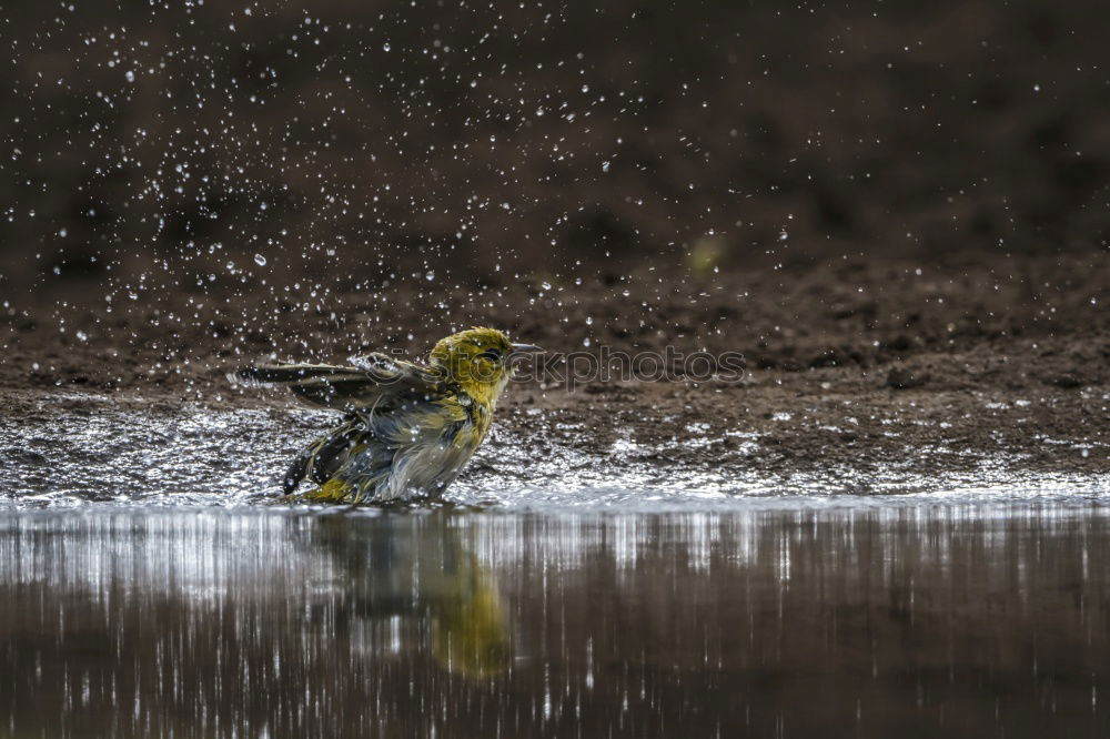 Similar – Image, Stock Photo refreshment Bird birds