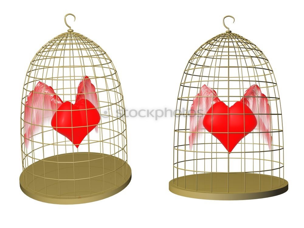 Similar – gilded cage Canary bird