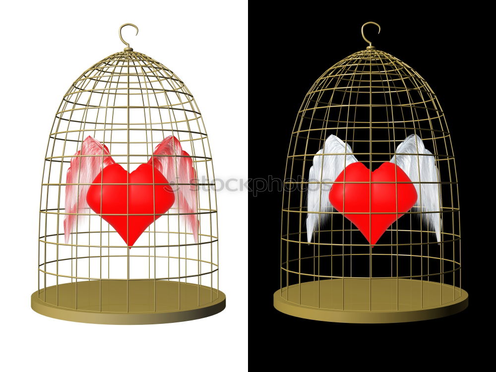 Similar – gilded cage Canary bird