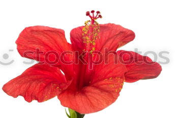 Similar – Image, Stock Photo Hibiscus in square I Plant