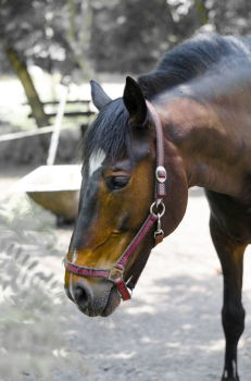 Image, Stock Photo Half Door Animal