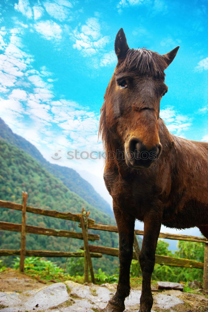 Similar – Image, Stock Photo snoopy Willow tree Grass