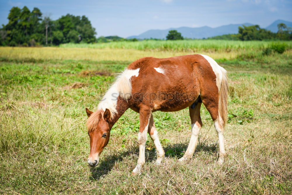 Similar – country life Nature Animal