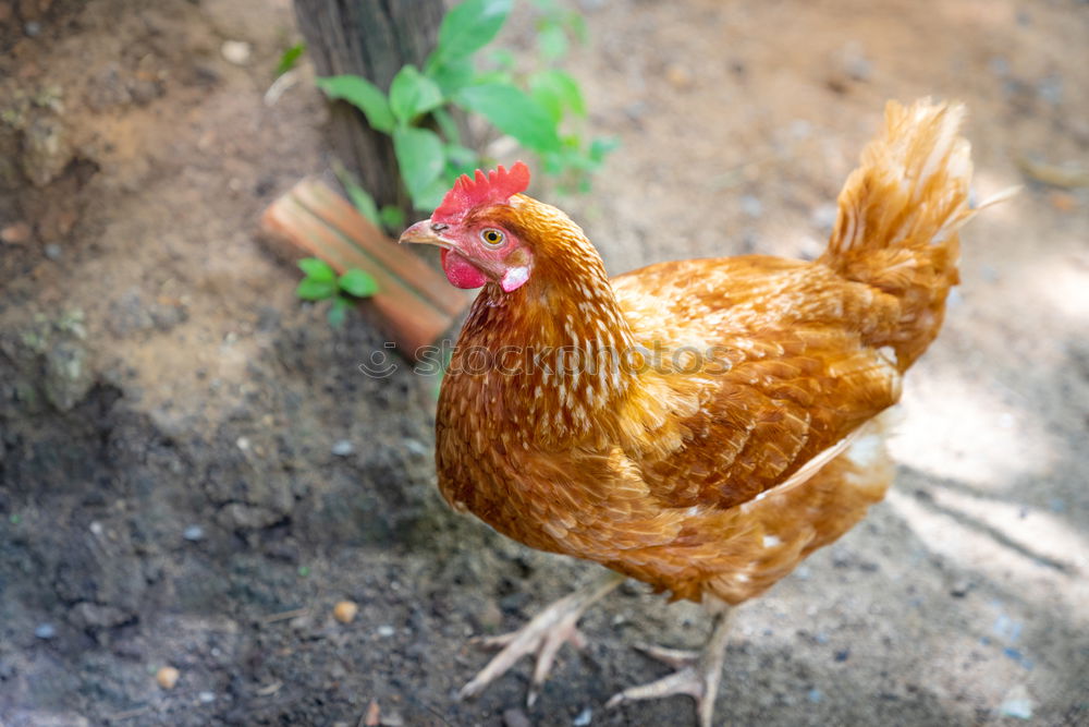 Similar – Image, Stock Photo Breakfast ? Agriculture