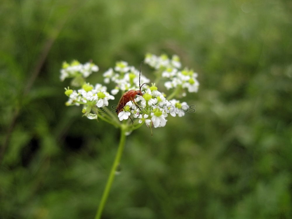 Similar – Foto Bild Weichkäfer im Glück Natur