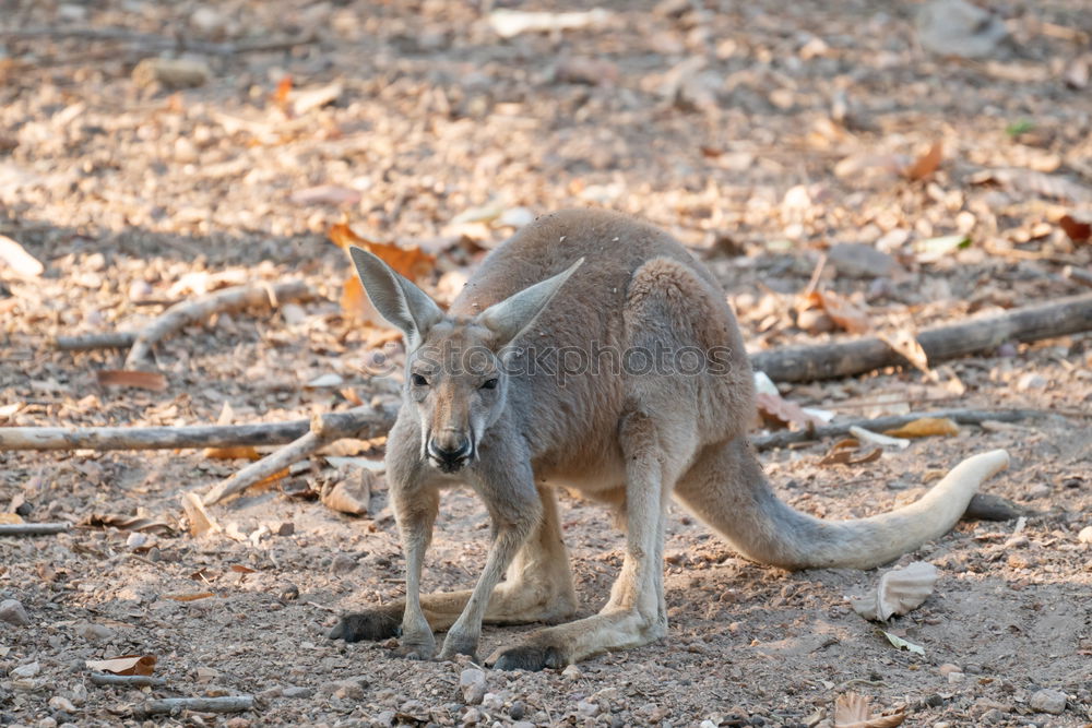 Similar – Little wallabee kangaroo