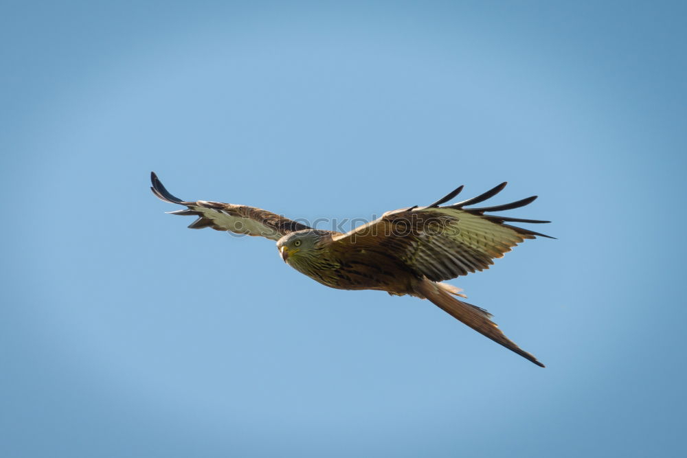 Similar – Bussard Umwelt Natur Luft