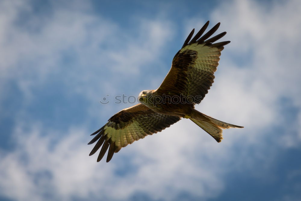 Similar – Bussard Umwelt Natur Luft