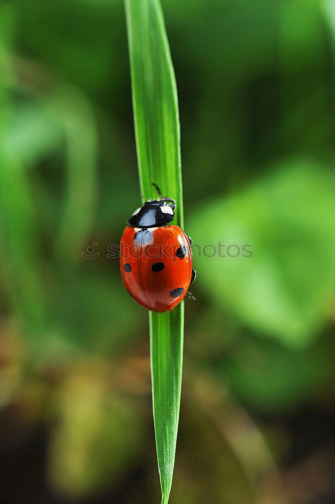 Similar – Ladybug love