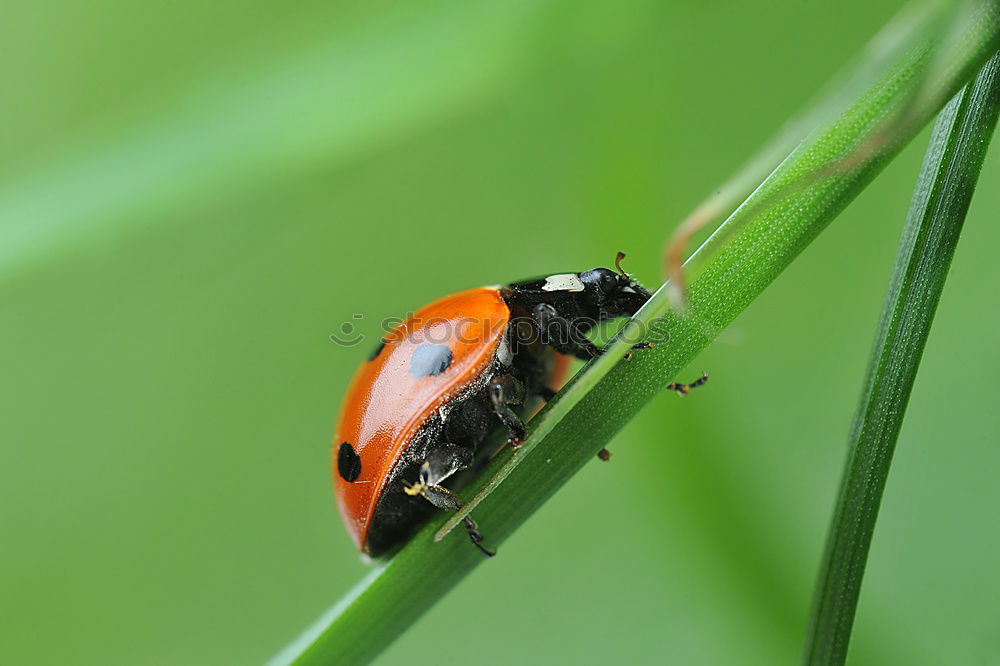 Similar – Image, Stock Photo bug Ladybird Beetle Insect