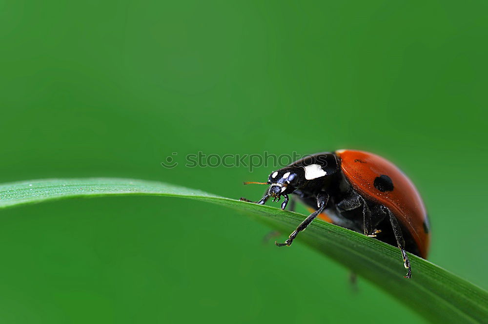 Similar – Image, Stock Photo ladybugs Grass Beetle 1