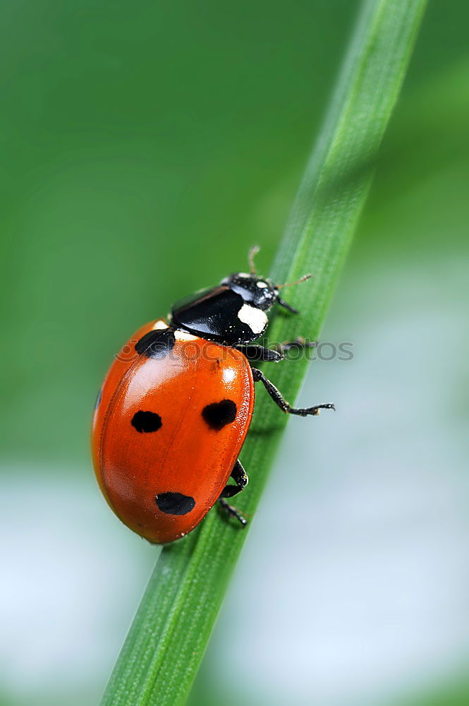 Similar – Marienkäfer unterwegs