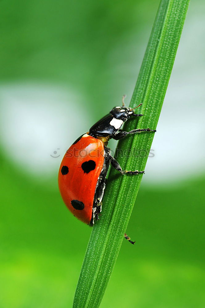 Similar – Coccinella hieroglyphica