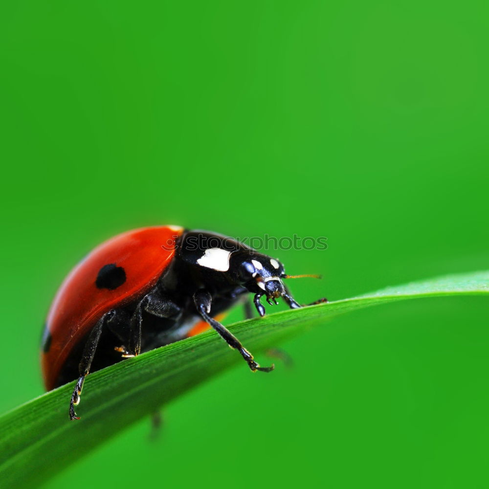 Similar – lightness Ladybird