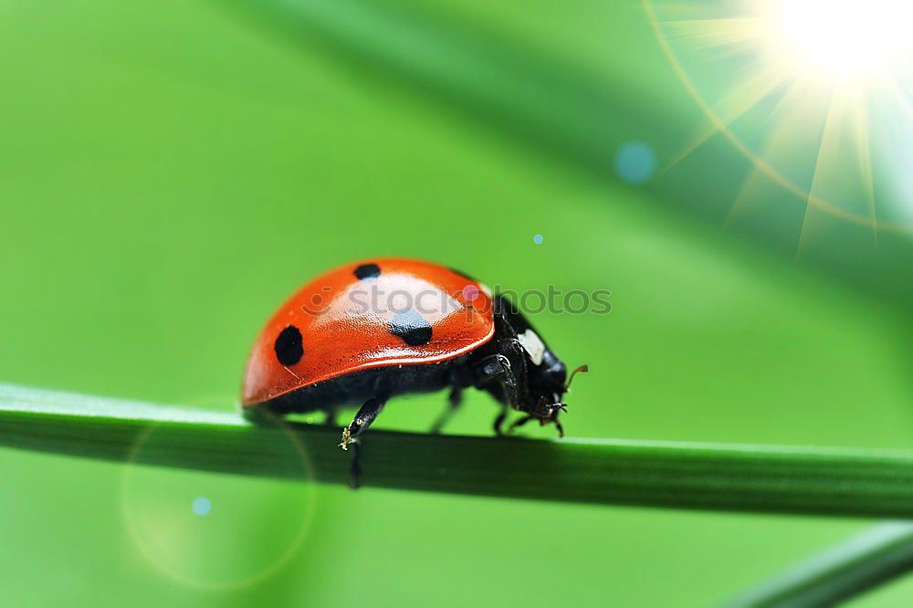 Similar – lightness Ladybird