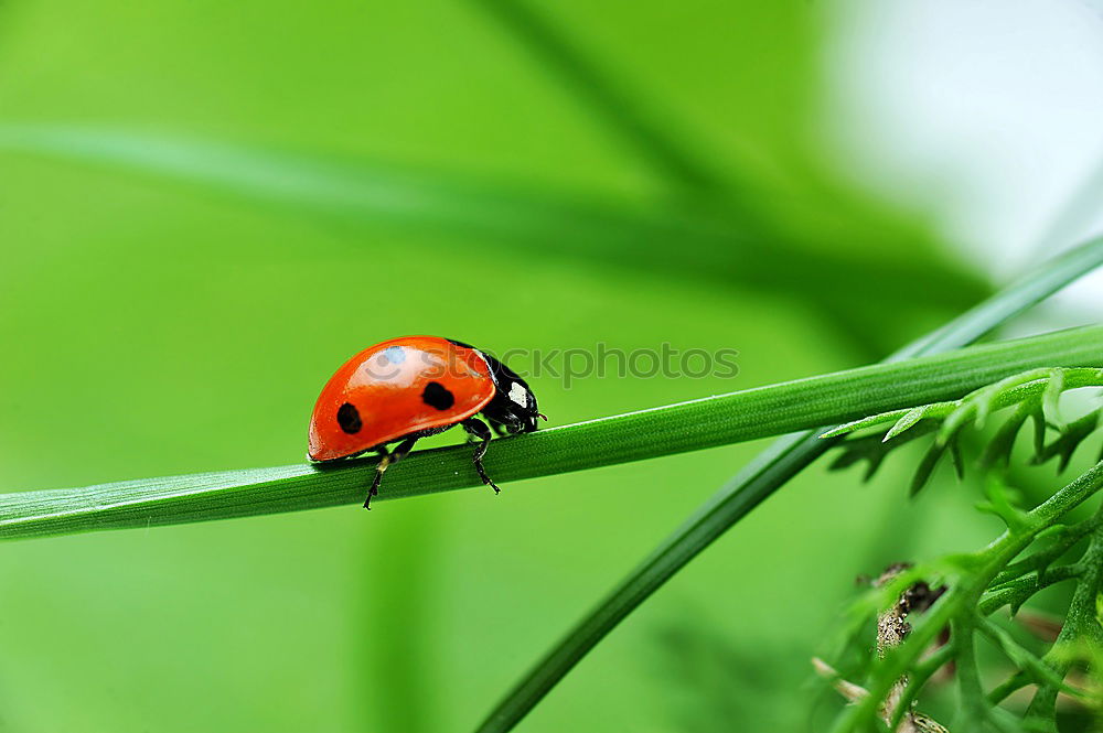 Similar – Image, Stock Photo Beetles make love Nature