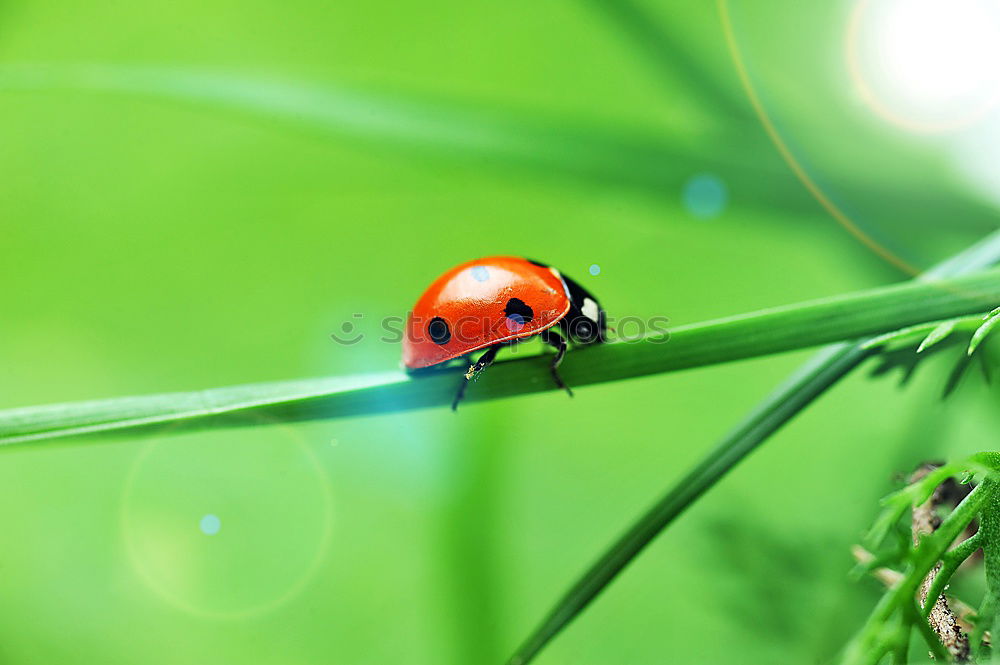 Similar – ladybird Ladybird Leaf Red