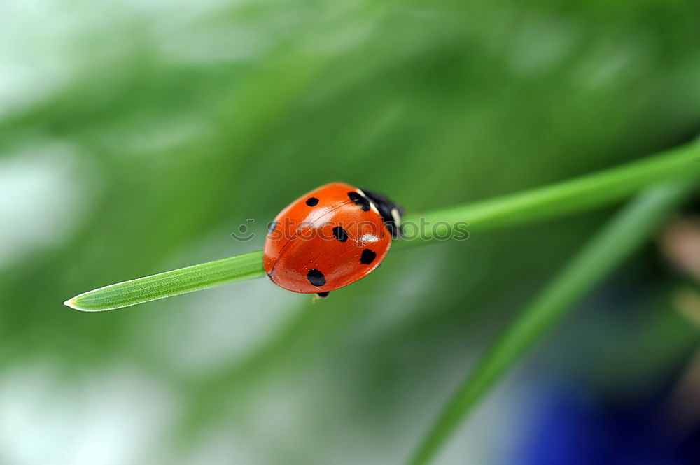 Similar – Image, Stock Photo ladybugs Animal