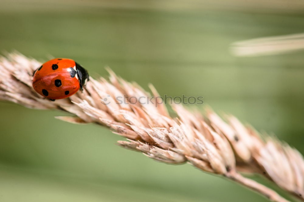 Similar – Image, Stock Photo ladybugs Animal