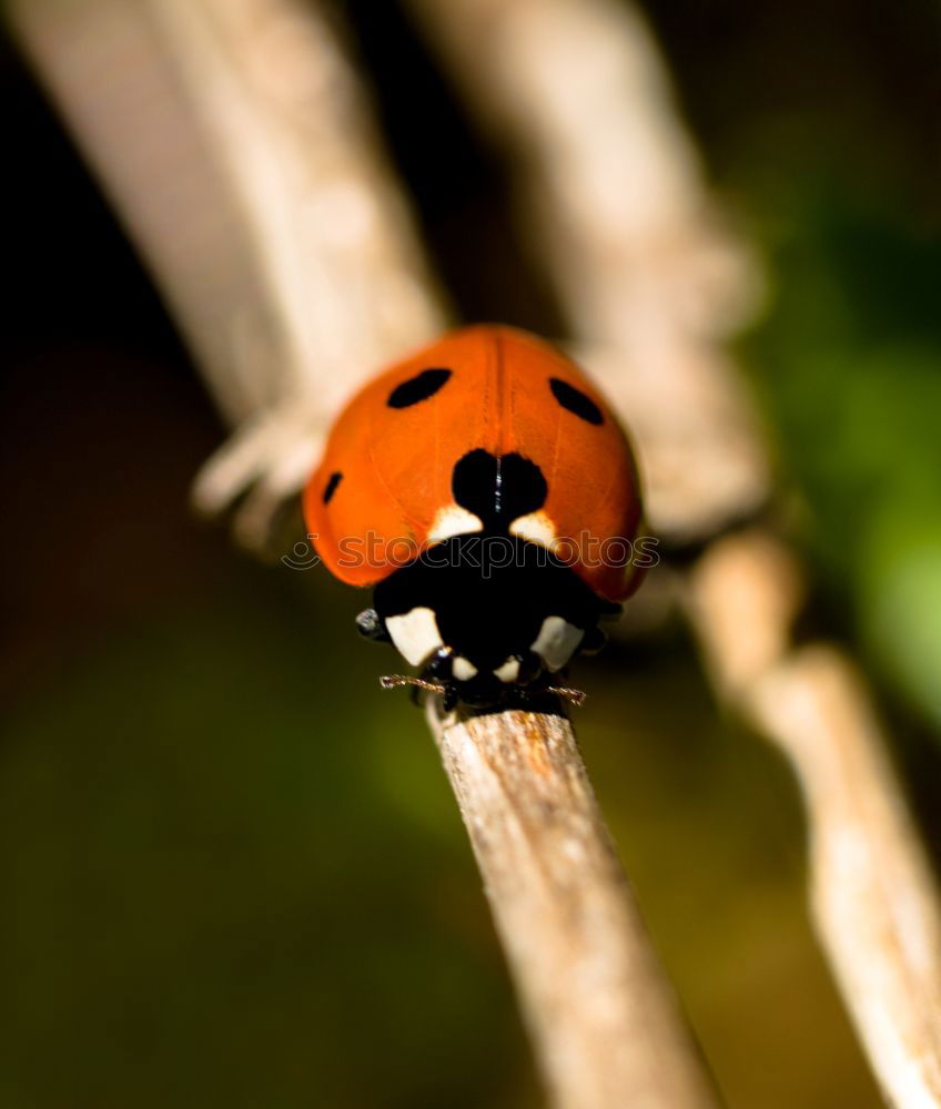 Similar – Die Bug-Verschwörung