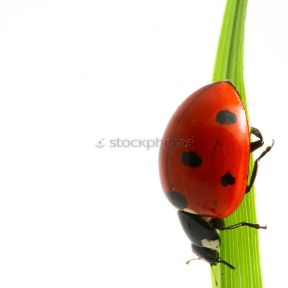 Similar – Image, Stock Photo ladybugs Ladybird Fingers