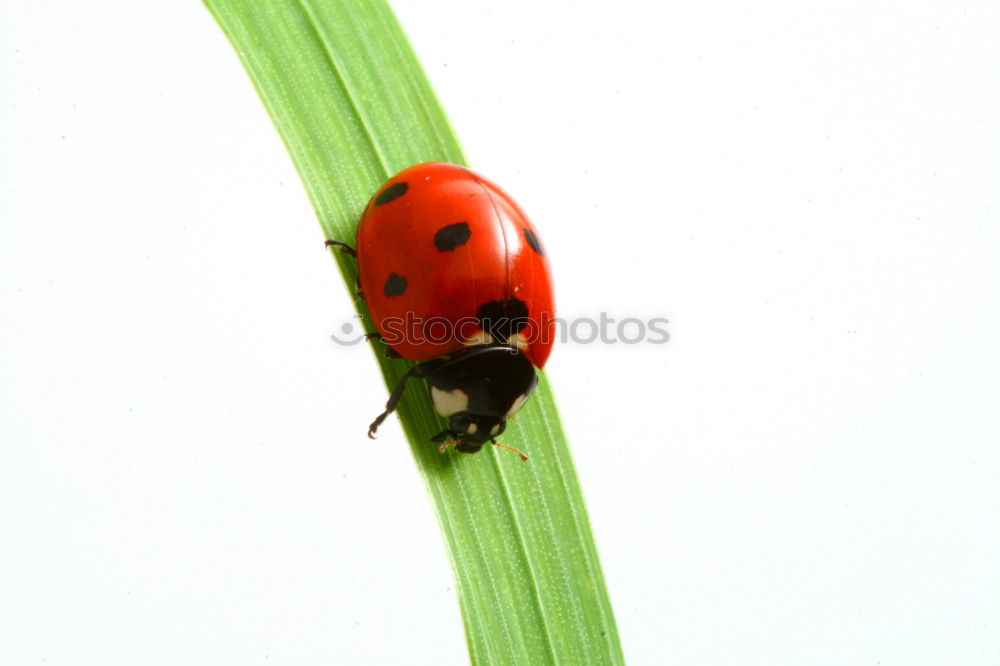 Similar – Image, Stock Photo longhorn beetle