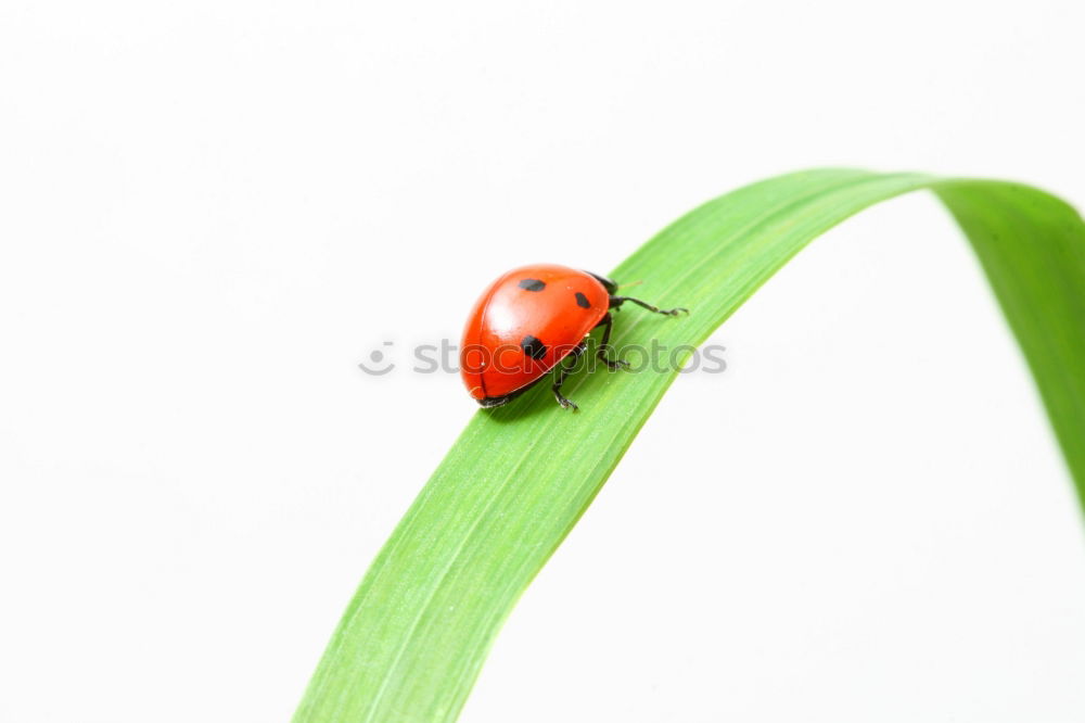 Similar – Image, Stock Photo ladybugs Animal