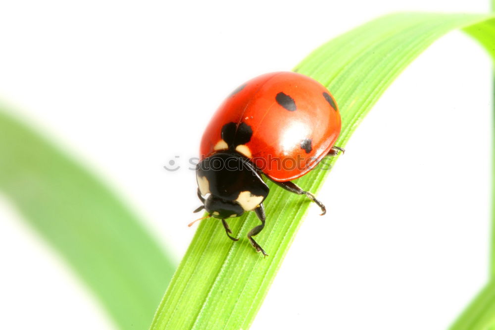 Similar – Image, Stock Photo Potato bug Woman Adults