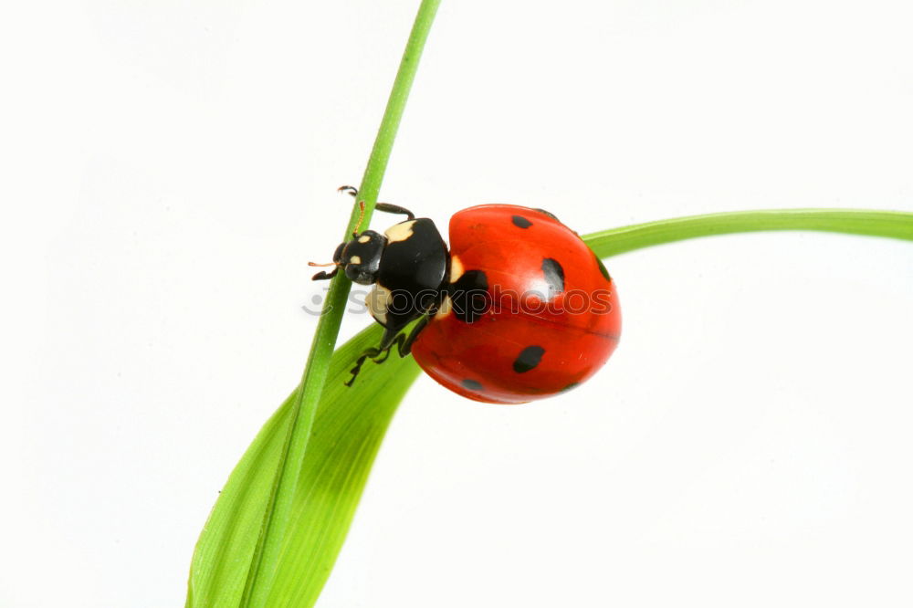 Similar – Image, Stock Photo nightshade plant 3 Pepper