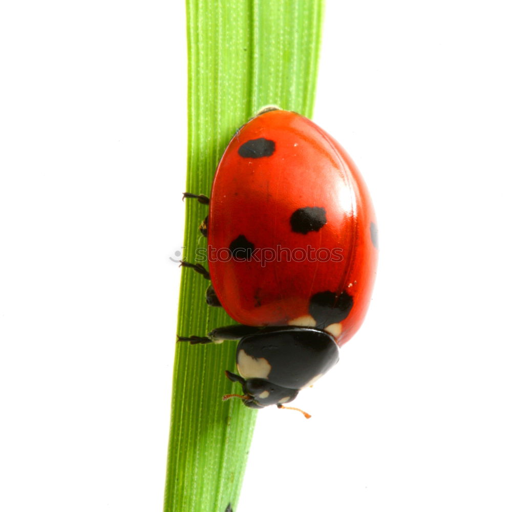 Similar – Marienkaefer, mating,