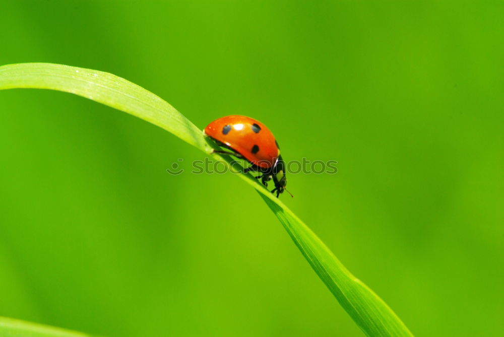 Similar – Foto Bild Käfer Natur Tier Gras Feld