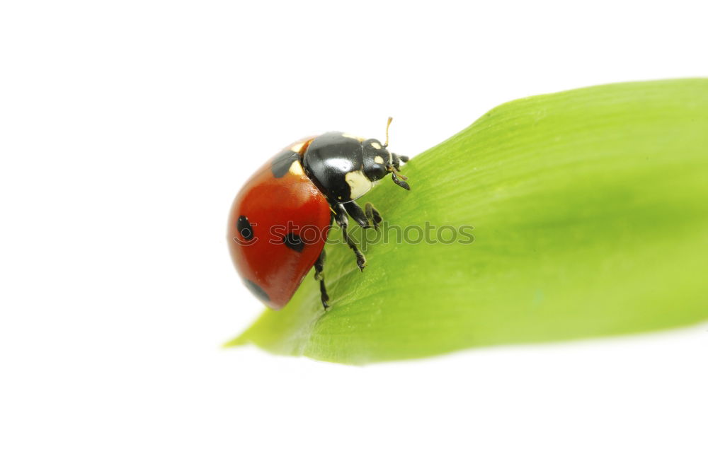 Similar – Image, Stock Photo vantage point Nature Plant