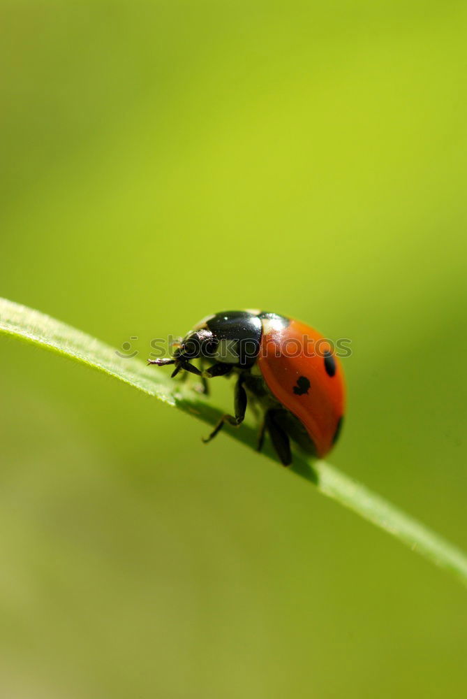 Similar – Hold on tight Ladybird