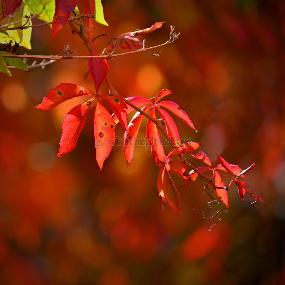 Similar – green tree frog climbing on japanese maple