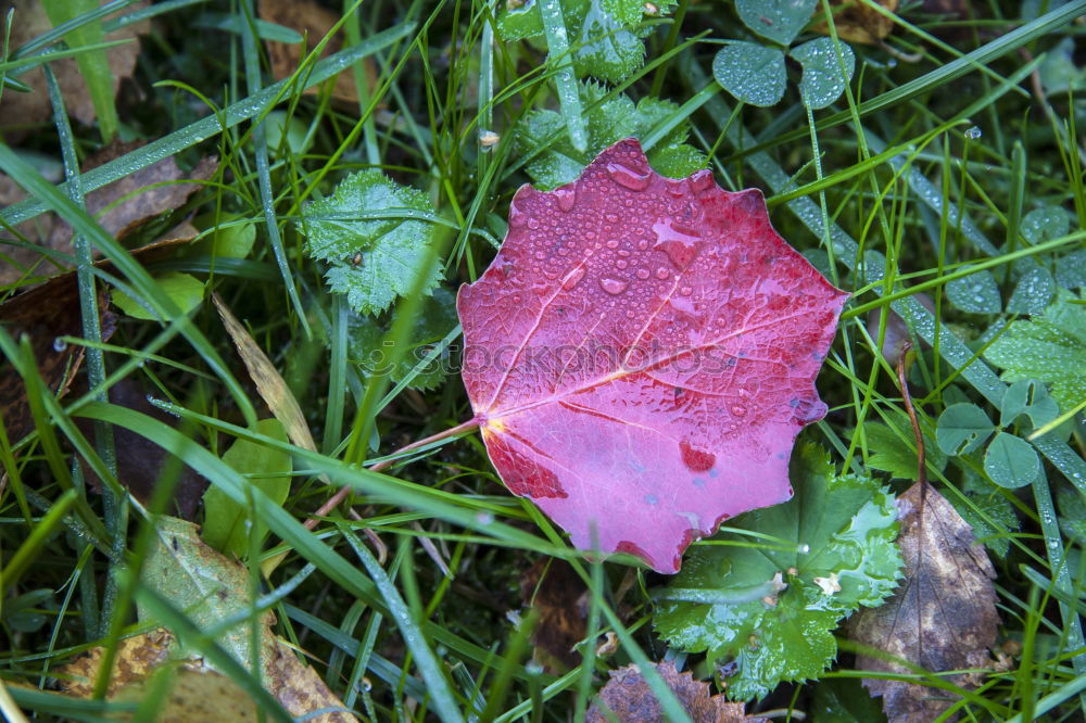 Image, Stock Photo rainy II Plant Autumn