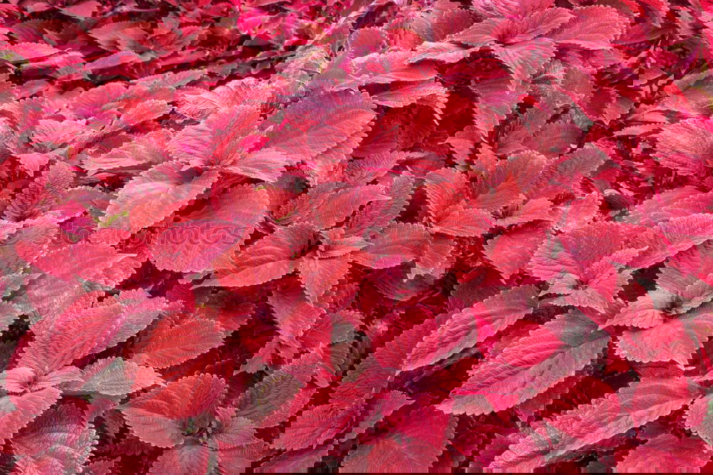 Similar – Foto Bild Rosa grüne Pflanzen