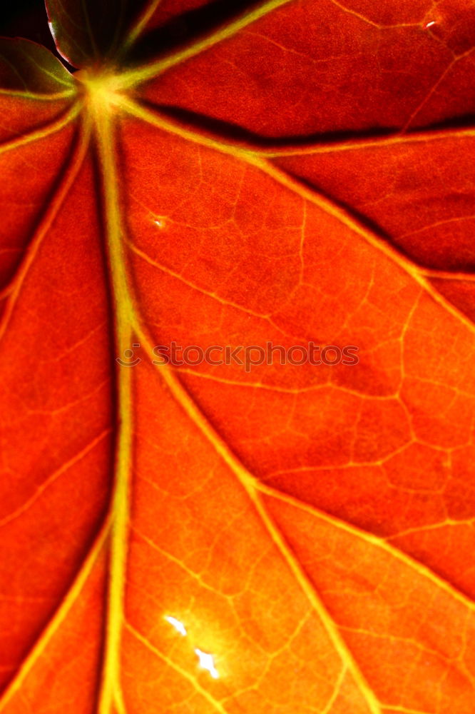 Similar – Foto Bild Herbstmode .:!!:. Blatt