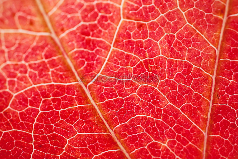 Similar – autumnleaf Beautiful