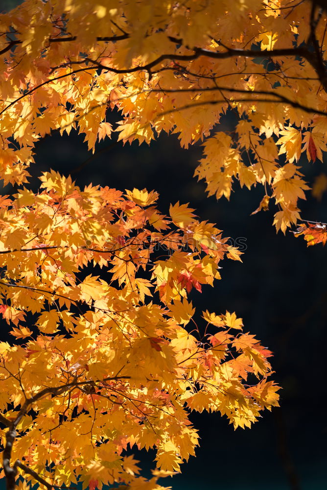 Similar – Image, Stock Photo autumn gold I Nature Plant