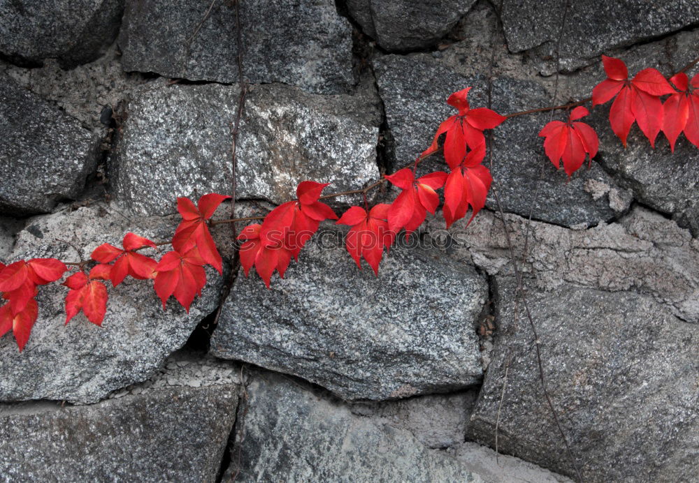 Similar – Image, Stock Photo autumn Nature Plant Earth